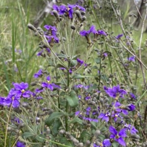 Dampiera purpurea at Berrima - 2 Nov 2020 09:54 AM