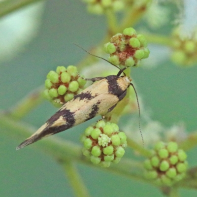 Olbonoma triptycha (Chezela Group) at Dryandra St Woodland - 12 Nov 2020 by ConBoekel