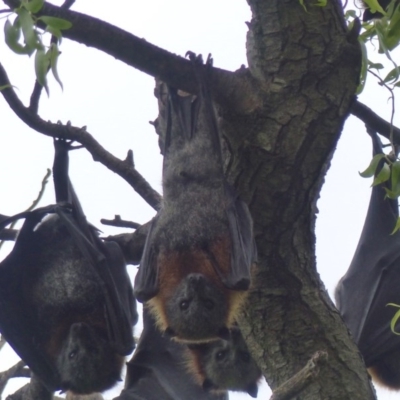 Pteropus poliocephalus (Grey-headed Flying-fox) at Bega, NSW - 12 Nov 2020 by MatthewHiggins