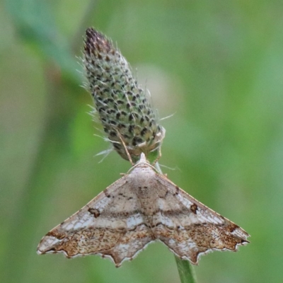 Dissomorphia australiaria (Dissomorphia australiaria) at O'Connor, ACT - 12 Nov 2020 by ConBoekel