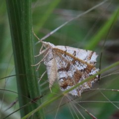 Dissomorphia australiaria at O'Connor, ACT - 12 Nov 2020 03:35 PM