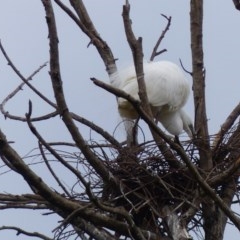 Ardea alba (Great Egret) at Bega, NSW - 11 Nov 2020 by MatthewHiggins