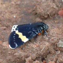 Eutrichopidia latinus (Yellow-banded Day-moth) at Dryandra St Woodland - 12 Nov 2020 by ConBoekel