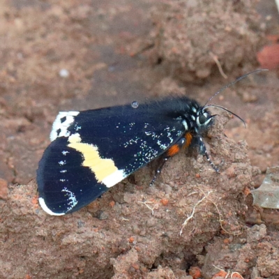 Eutrichopidia latinus (Yellow-banded Day-moth) at O'Connor, ACT - 12 Nov 2020 by ConBoekel