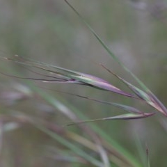 Themeda triandra (Kangaroo Grass) at Dryandra St Woodland - 12 Nov 2020 by ConBoekel