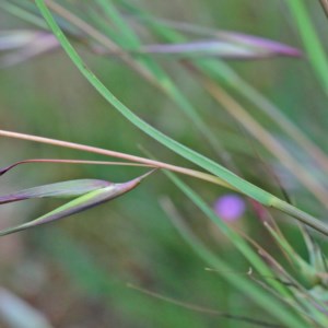 Themeda triandra at O'Connor, ACT - 12 Nov 2020 02:54 PM