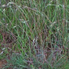 Themeda triandra at O'Connor, ACT - 12 Nov 2020