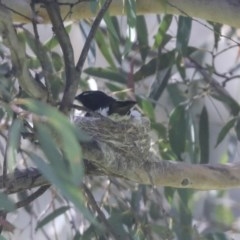 Rhipidura leucophrys (Willie Wagtail) at Weetangera, ACT - 7 Nov 2020 by AlisonMilton