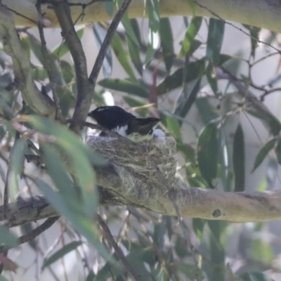 Rhipidura leucophrys (Willie Wagtail) at Weetangera, ACT - 8 Nov 2020 by AlisonMilton
