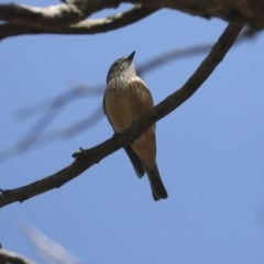 Pachycephala rufiventris (Rufous Whistler) at The Pinnacle - 8 Nov 2020 by AlisonMilton