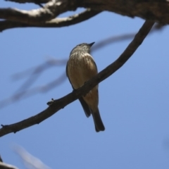 Pachycephala rufiventris at Hawker, ACT - 8 Nov 2020