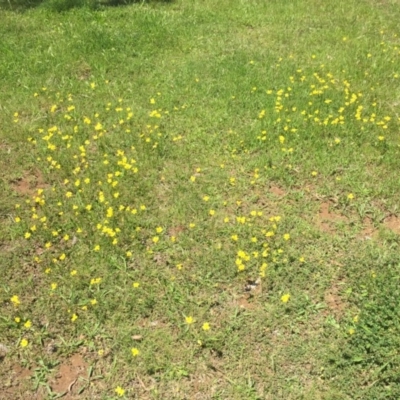 Goodenia pinnatifida (Scrambled Eggs) at Hackett, ACT - 6 Nov 2020 by WalterEgo