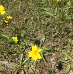 Goodenia pinnatifida at Hackett, ACT - 7 Nov 2020