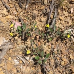 Goodenia hederacea (Ivy Goodenia) at Hackett, ACT - 6 Nov 2020 by WalterEgo