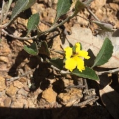 Goodenia hederacea at Hackett, ACT - 7 Nov 2020 02:05 AM