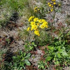 Senecio pinnatifolius var. alpinus at Bimberi, NSW - 8 Nov 2020 by nath_kay