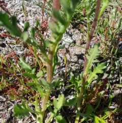 Senecio pinnatifolius var. alpinus at Bimberi, NSW - 9 Nov 2020