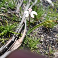 Caladenia alpina (Mountain Caps) at Cotter River, ACT - 10 Nov 2020 by nathkay