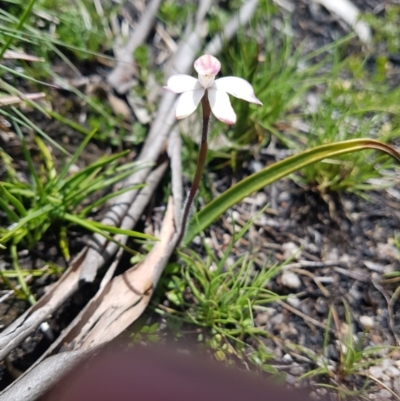 Caladenia alpina (Mountain Caps) at Cotter River, ACT - 10 Nov 2020 by nath_kay