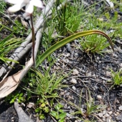 Caladenia alpina at Cotter River, ACT - 10 Nov 2020