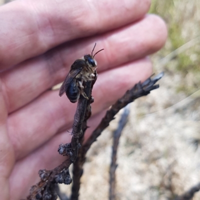 Leioproctus sp. (genus) (Plaster bee) at Bimberi, NSW - 9 Nov 2020 by nath_kay