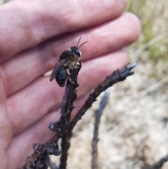 Leioproctus sp. (genus) (Plaster bee) at Bimberi, NSW - 9 Nov 2020 by nath_kay