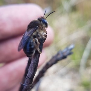 Leioproctus sp. (genus) at Bimberi, NSW - 9 Nov 2020