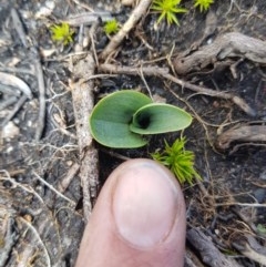 Chiloglottis sp. (A Bird/Wasp Orchid) at Cotter River, ACT - 10 Nov 2020 by nathkay