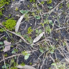 Chiloglottis sp. at Cotter River, ACT - 10 Nov 2020