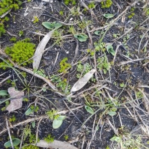 Chiloglottis sp. at Cotter River, ACT - suppressed