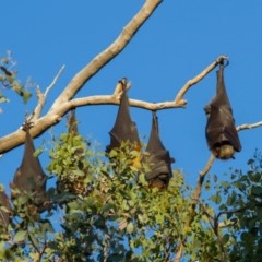 Pteropus poliocephalus (Grey-headed Flying-fox) at Commonwealth & Kings Parks - 1 Nov 2020 by Helberth