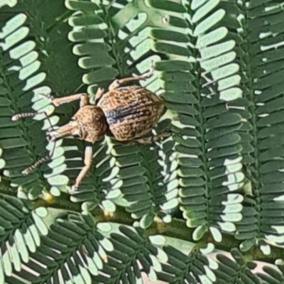 Perperus sp. (Unidentified Perperus weevil) at Forde, ACT - 7 Nov 2020 by galah681