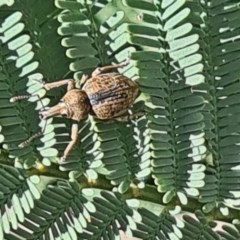 Unidentified Weevil (Curculionoidea) (TBC) at Forde, ACT - 6 Nov 2020 by galah681