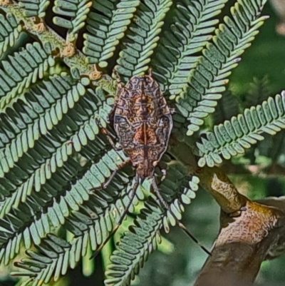Pentatomidae (family) (Shield or Stink bug) at Goorooyarroo NR (ACT) - 6 Nov 2020 by galah681