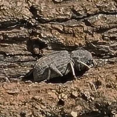 Cubicorhynchus sp. (genus) (Ground weevil) at Goorooyarroo NR (ACT) - 6 Nov 2020 by galah681