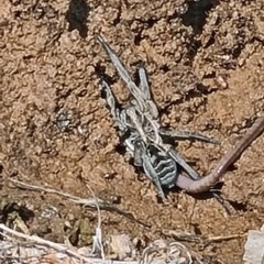 Tasmanicosa godeffroyi (Garden Wolf Spider) at Forde, ACT - 7 Nov 2020 by galah681