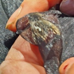 Chrysodeixis argentifera at Forde, ACT - 7 Nov 2020