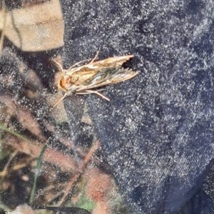 Chrysodeixis argentifera at Forde, ACT - 7 Nov 2020