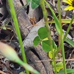 Goniaea australasiae (Gumleaf grasshopper) at Goorooyarroo NR (ACT) - 7 Nov 2020 by galah681