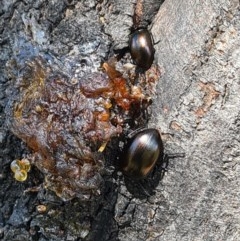 Chalcopteroides spectabilis (Rainbow darkling beetle) at Goorooyarroo NR (ACT) - 7 Nov 2020 by galah681