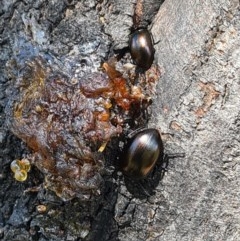 Chalcopteroides spectabilis (Rainbow darkling beetle) at Forde, ACT - 7 Nov 2020 by galah681