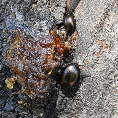 Chalcopteroides spectabilis (Rainbow darkling beetle) at Goorooyarroo NR (ACT) - 7 Nov 2020 by galah681