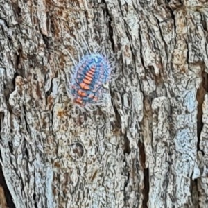 Monophlebulus sp. (genus) at Forde, ACT - 7 Nov 2020 11:41 AM