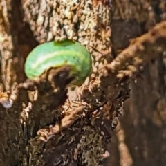 Lepidoptera unclassified IMMATURE (caterpillar or pupa or cocoon) at Forde, ACT - 7 Nov 2020 by galah681