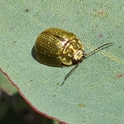 Paropsisterna cloelia (Eucalyptus variegated beetle) at Goorooyarroo NR (ACT) - 7 Nov 2020 by galah681