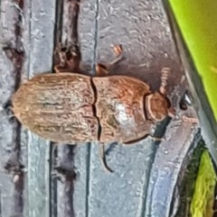 Agrypnus sp. (genus) (Rough click beetle) at Goorooyarroo NR (ACT) - 7 Nov 2020 by galah681
