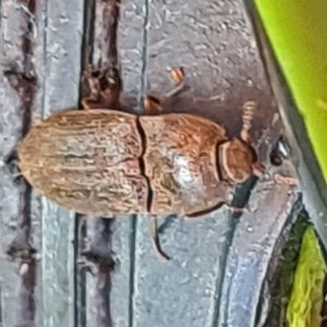 Agrypnus sp. (genus) at Forde, ACT - 7 Nov 2020