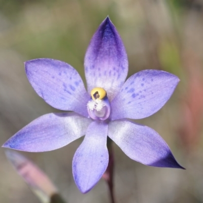 Thelymitra x truncata (Truncate Sun Orchid) at Black Mountain - 11 Nov 2020 by shoko