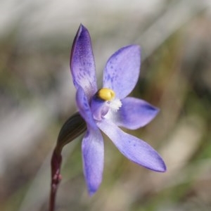 Thelymitra x truncata at Acton, ACT - suppressed