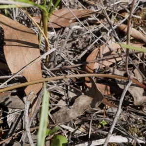 Thelymitra x truncata at Acton, ACT - 11 Nov 2020